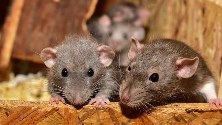 न्यूयॉर्क: चूहों को मारने के लिए निकाली गई नौकरी, सैलरी 1 करोड़ रुपये से अधिक