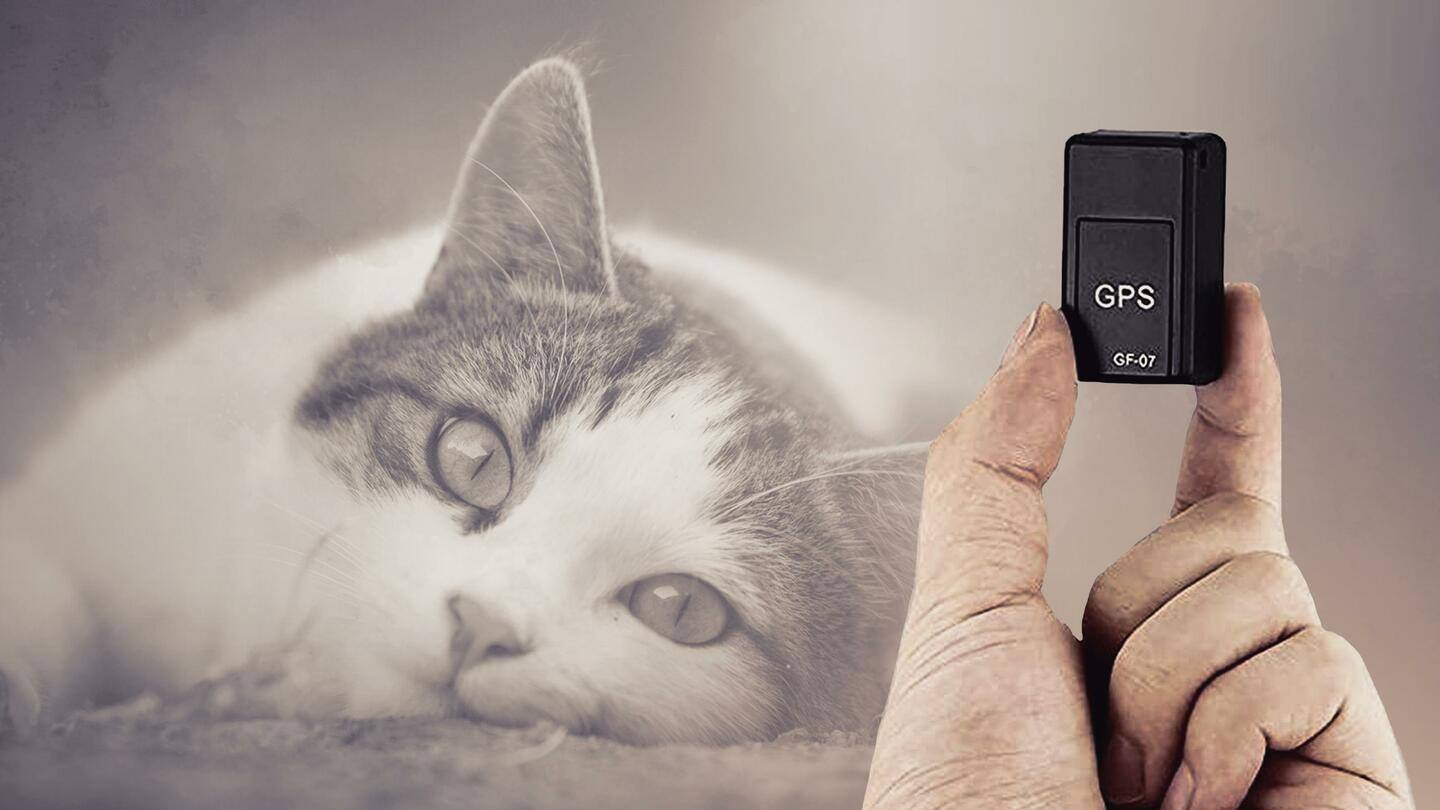 आई ड्रॉप डालने के लिए GPS गैजेट की मदद से खोजी लापता पालतू बिल्ली