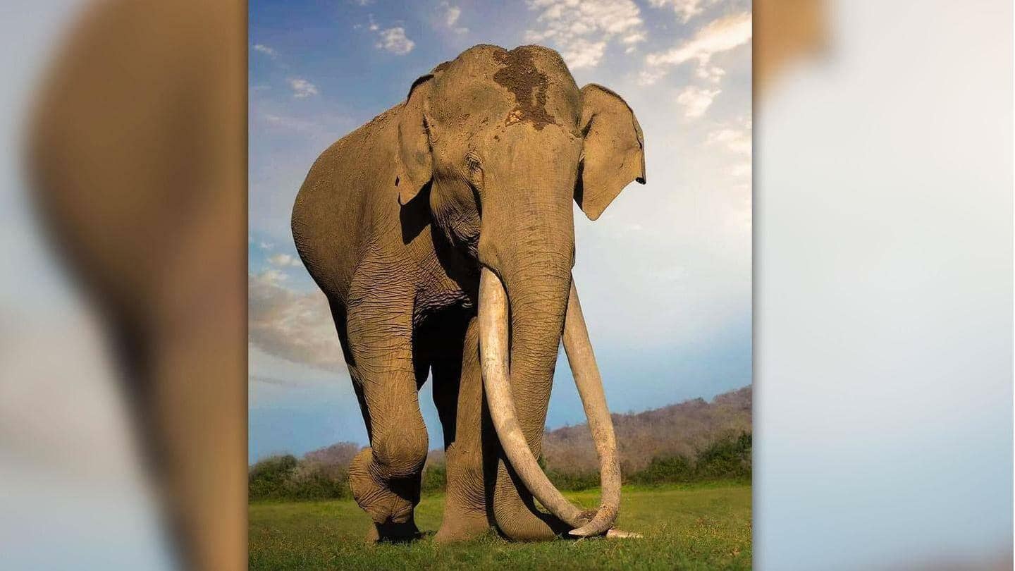 एशिया के सबसे लंबे दांत वाले हाथी 'भोगेश्वर' का निधन