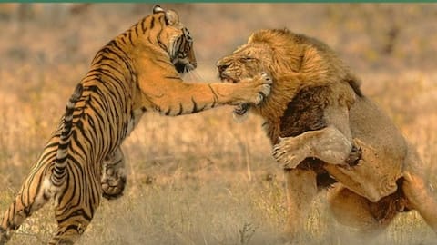 शेर को गंभीर रूप से घायल करके हराने की ताकत रखते हैं ये 5 शक्तिशाली जानवर