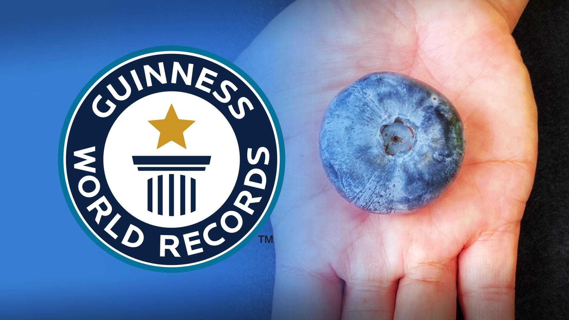 ऑस्ट्रेलिया में उगाई गई दुनिया की सबसे बड़ी ब्लूबेरी, बना विश्व रिकॉर्ड 