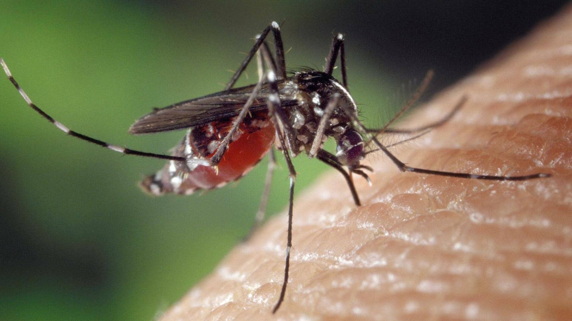 लखनऊ से अहमदाबाद की इंडिगो फ्लाइट में मच्छरों का आतंक, वीडियो वायरल