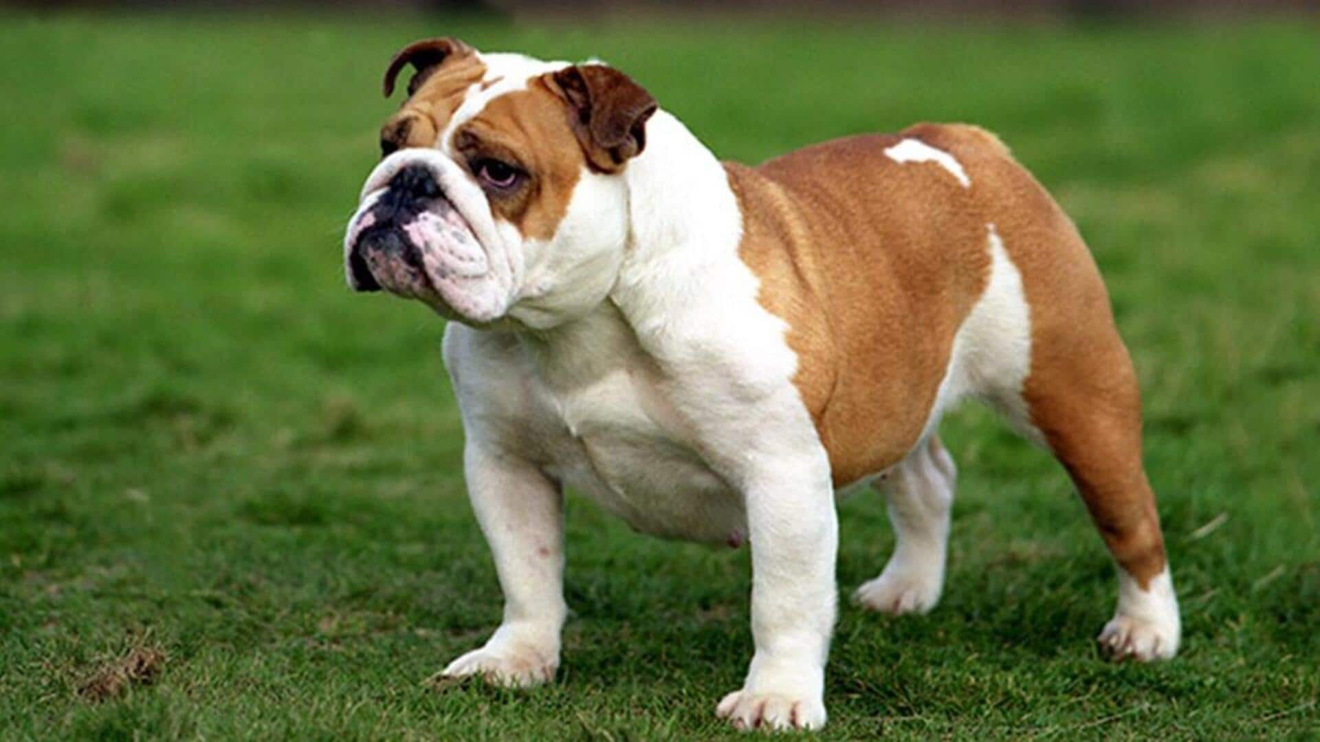 बुलडॉग को ट्रेन करने के लिए अपनाएं ये तरीके, होगा फायदा