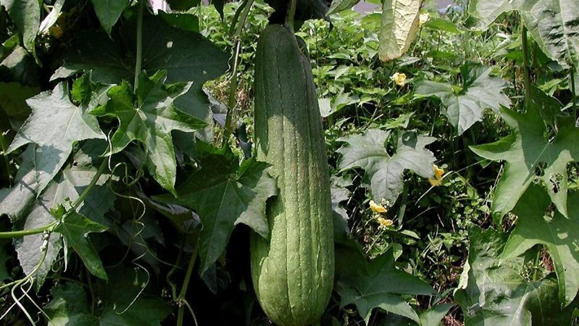 घर पर उगाना चाहते हैं लूफा स्पंज का पौधा? अपनाएं ये 5 आसान टिप्स