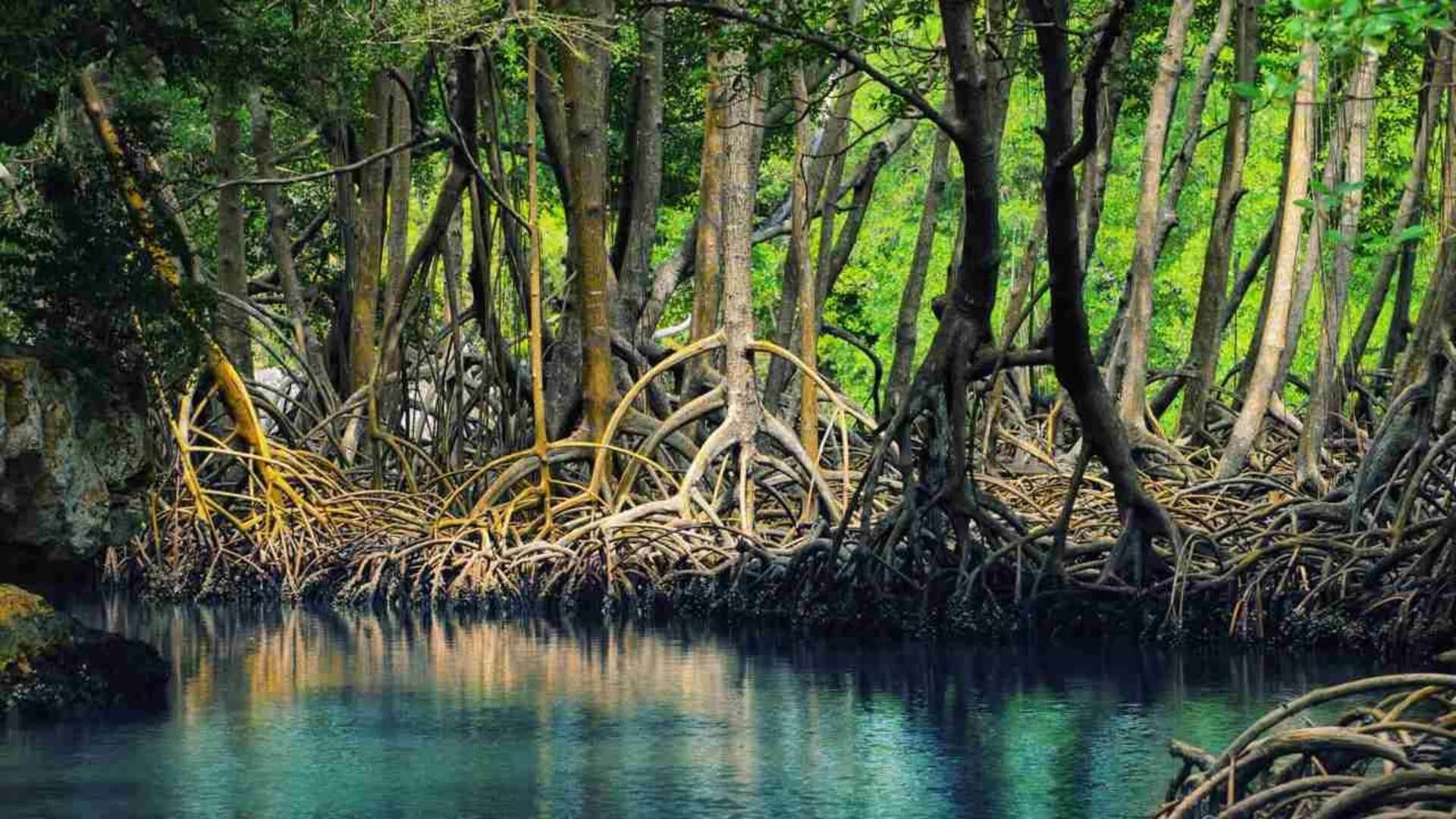 भारत के सबसे अनोखे मैंग्रोव वन, जिनकी यात्रा का अनुभव होगा बेहतरीन