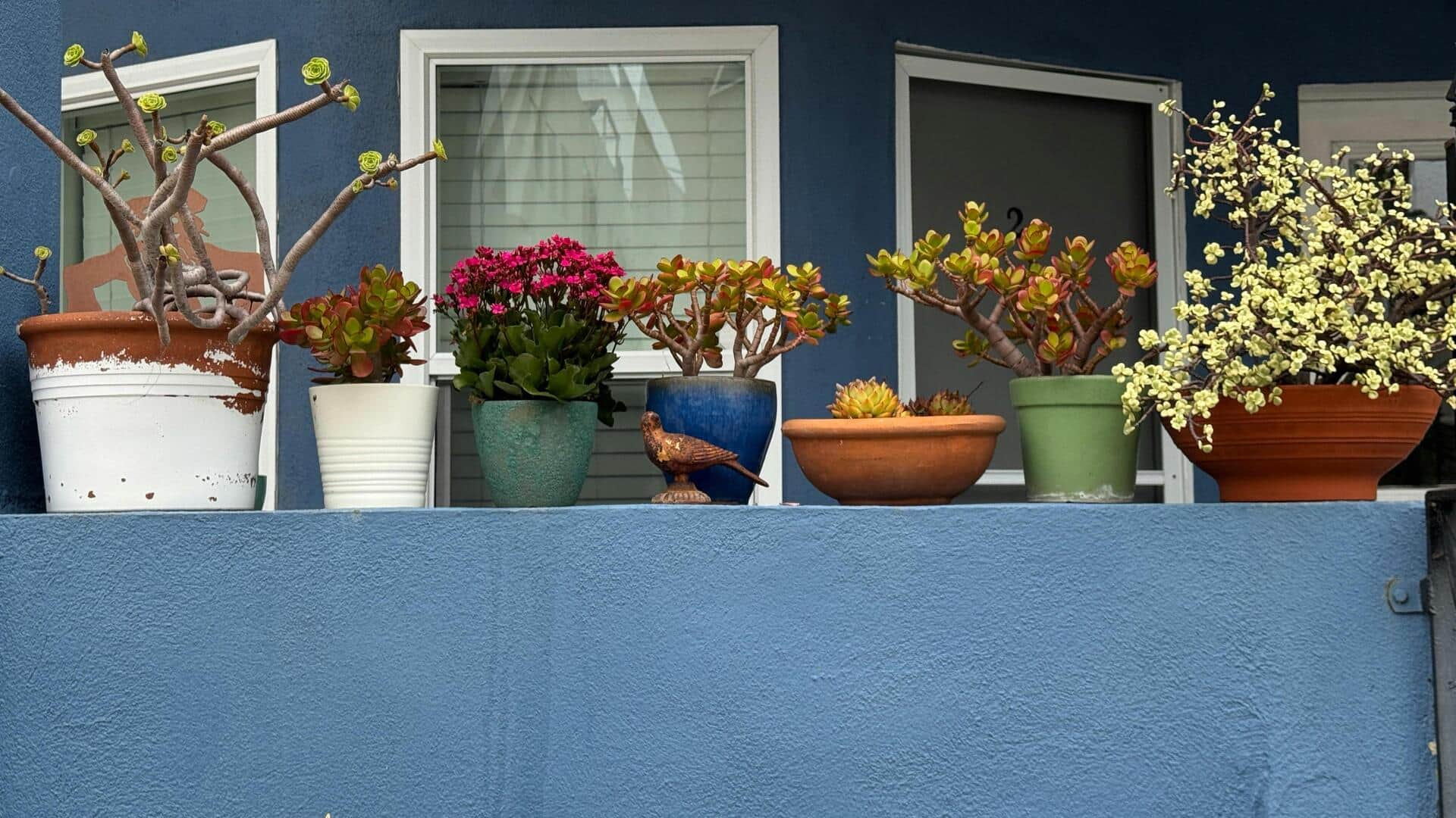 बालकनी गार्डन बनाते समय न करें ये 5 गलतियां, होगा नुकसान