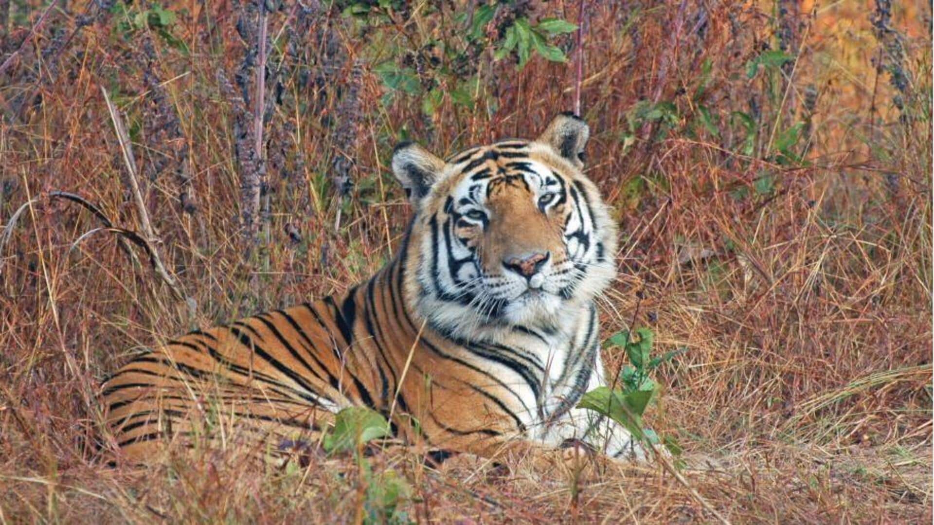 केंद्र ने बाघ गणना के आंकड़े किये जारी, 785 बाघों के साथ शीर्ष पर मध्य प्रदेश