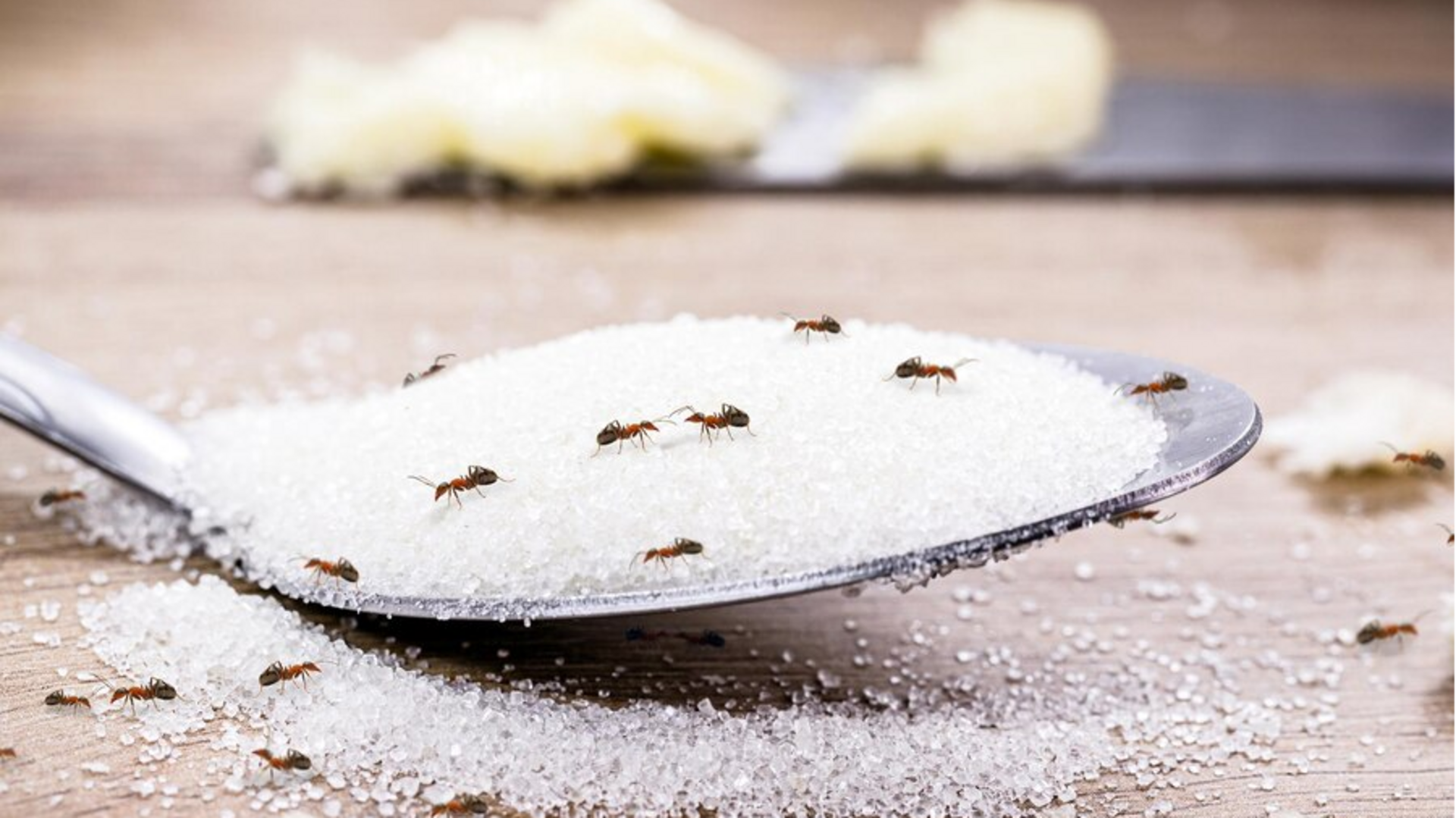 मानसून में चींटियों को रसोई से दूर रखने के लिए अपनाएं ये 5 असरदार घरेलू नुस्खे 