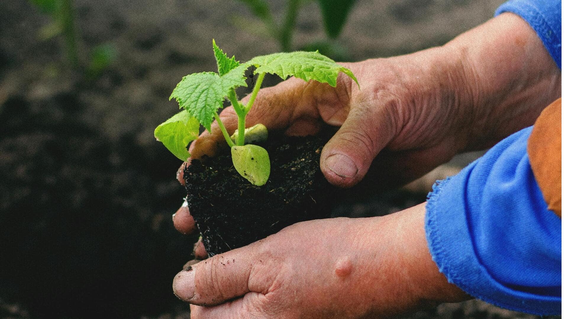 जैविक बागवानी के लिए अपनाएं ये 5 सरल और असरदार उपाय