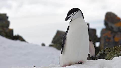 पेंगुइन की ये प्रजाति लेती है दिन में 10,000 बार झपकी, गहरी नींद में नहीं सोती 