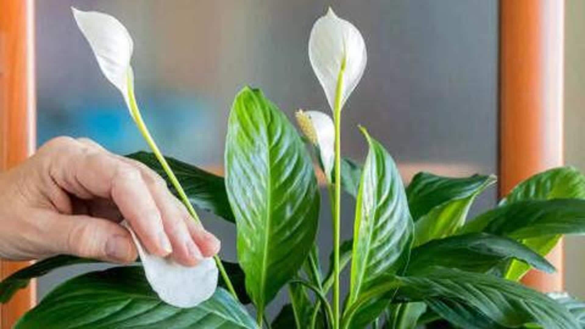 पीस लिली बनाम स्नेक प्लांट: इनमें से किस पौधे की देखभाल करना है आसान?