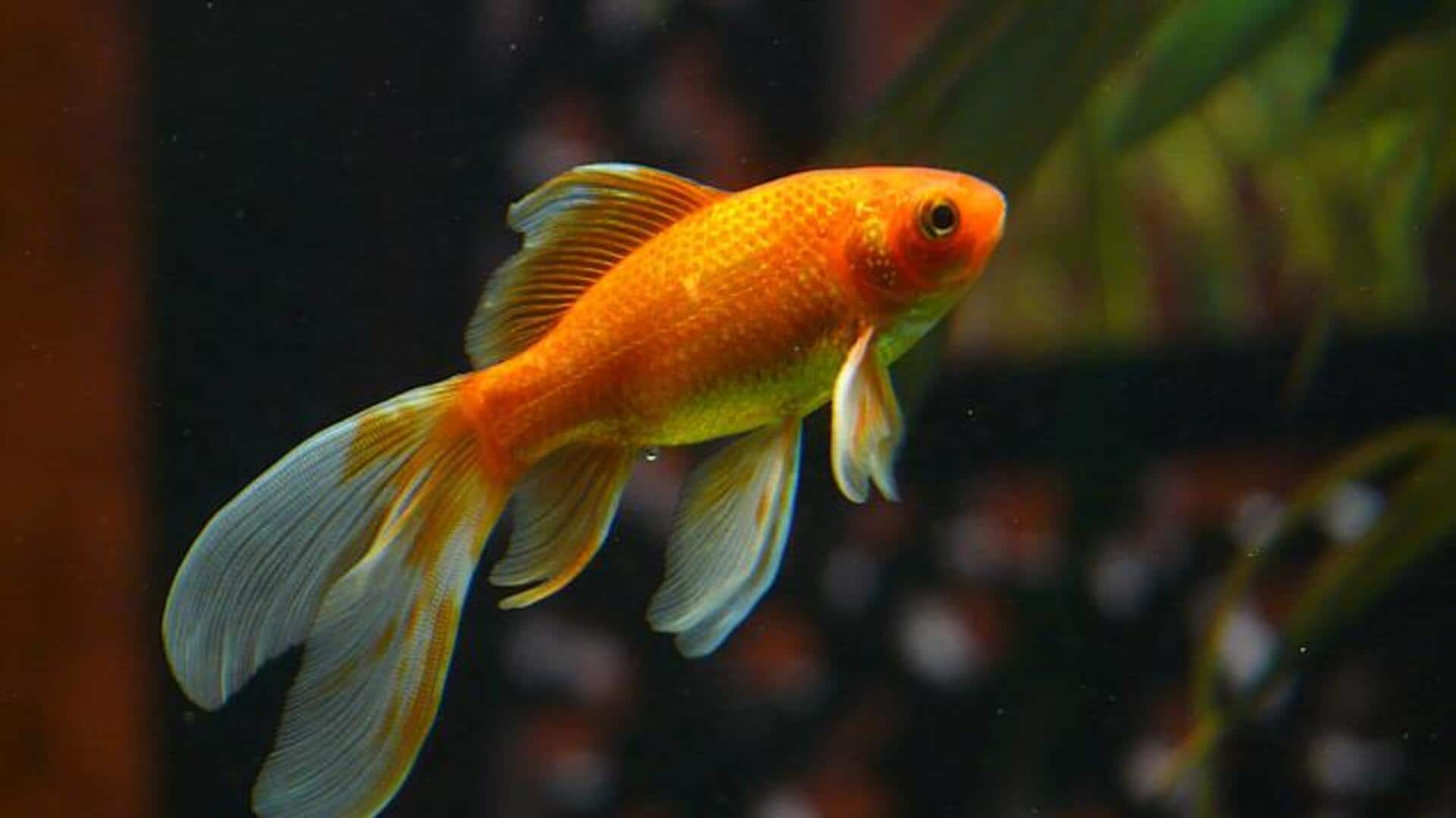 एक्वेरियम के लिए बेहतरीन हैं ये मछलियां, इनकी उम्र होती है लंबी