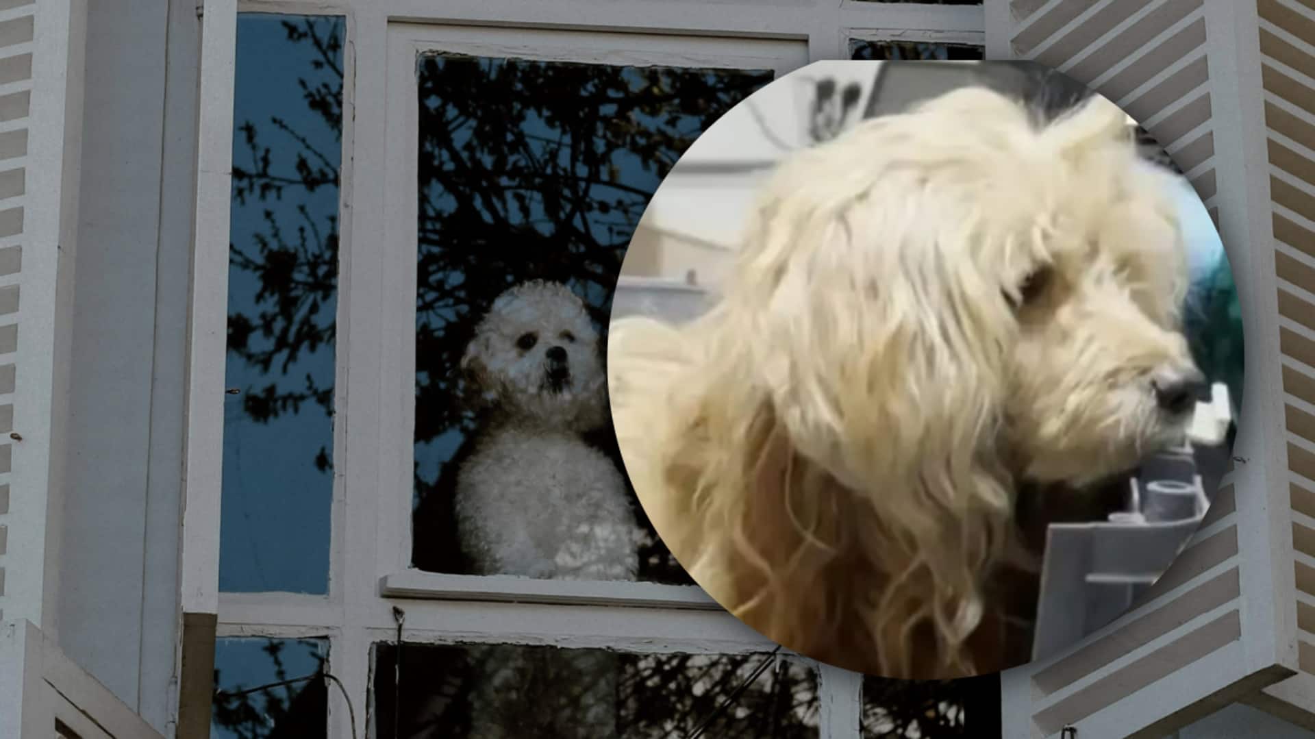 मालिक की मौत से अनजान कुत्ता रोज करता है उनके लौटने का इंतजार, भावुक करेगी कहानी