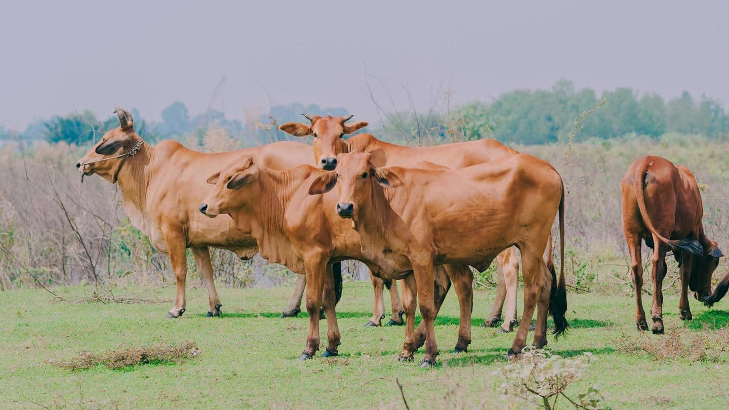 वैलेंटाइन डे पर गायों को गले लगाने की अपील, पशु कल्याण बोर्ड ने जारी किया पत्र