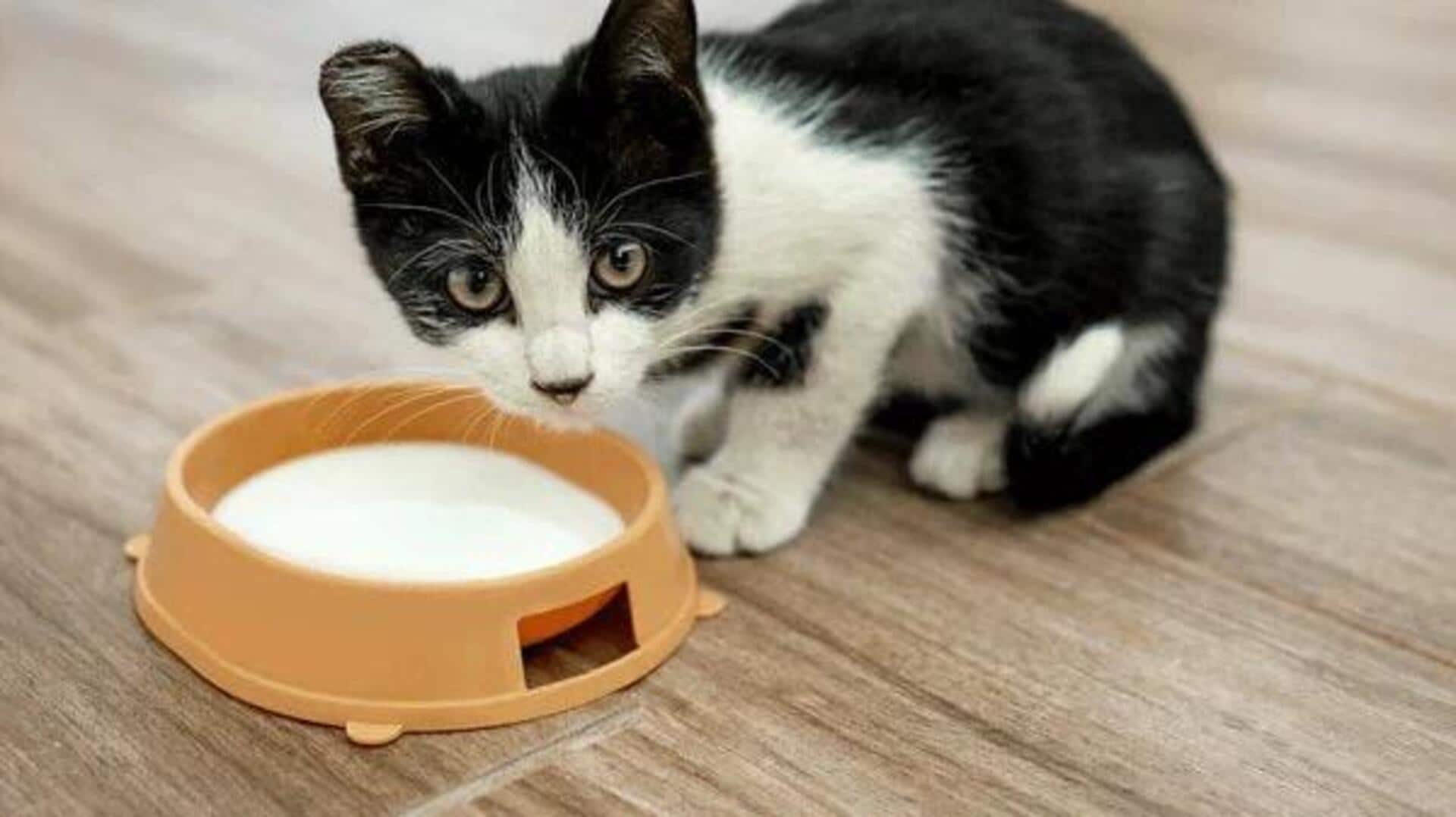 अपनी बिल्ली को दूध पिलाते हैं? जानिए इससे क्या नुकसान हो सकते हैं