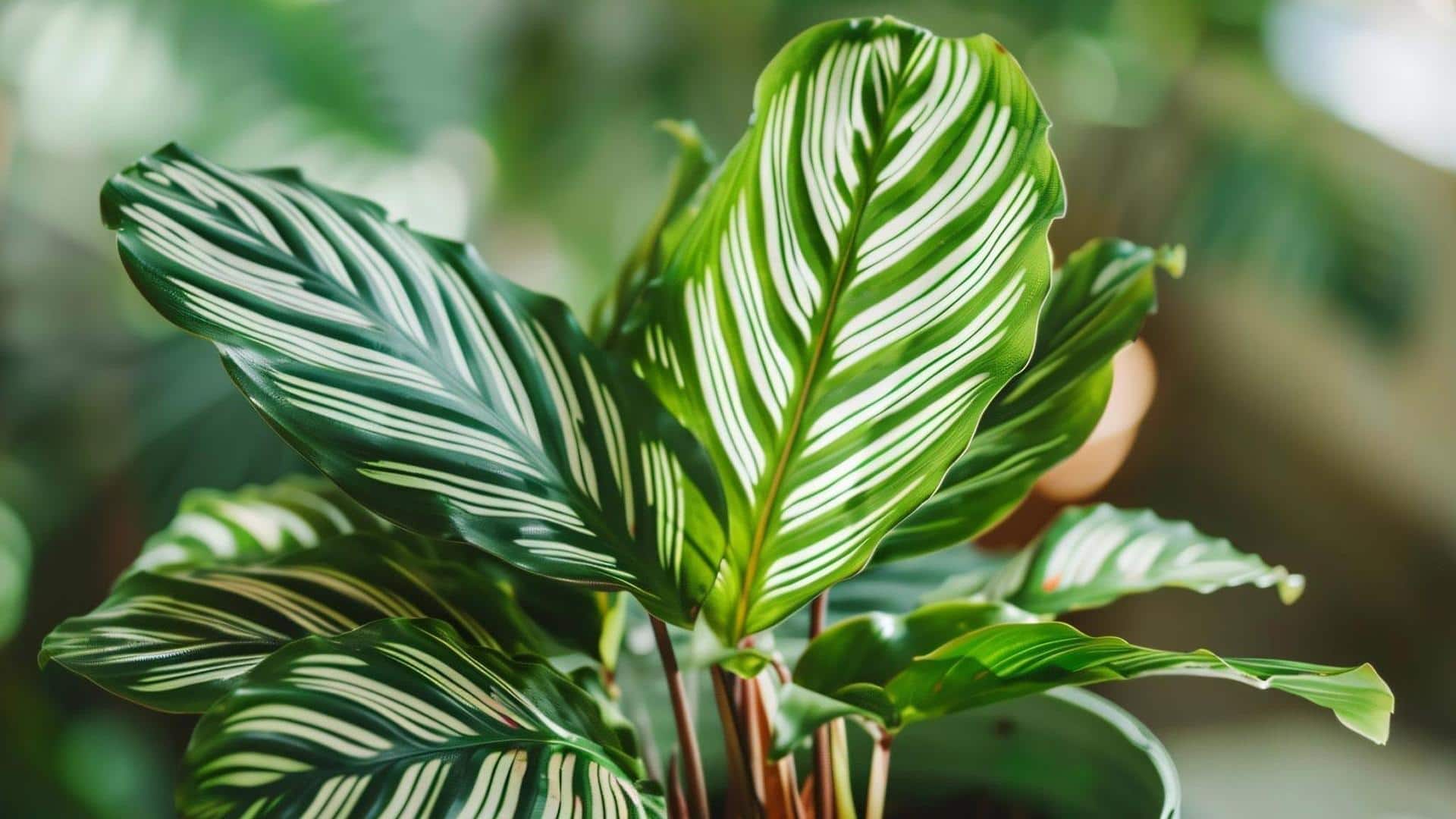 मोरपंखी पौधे को उगाना चाहते हैं? अपनाएं ये तरीका