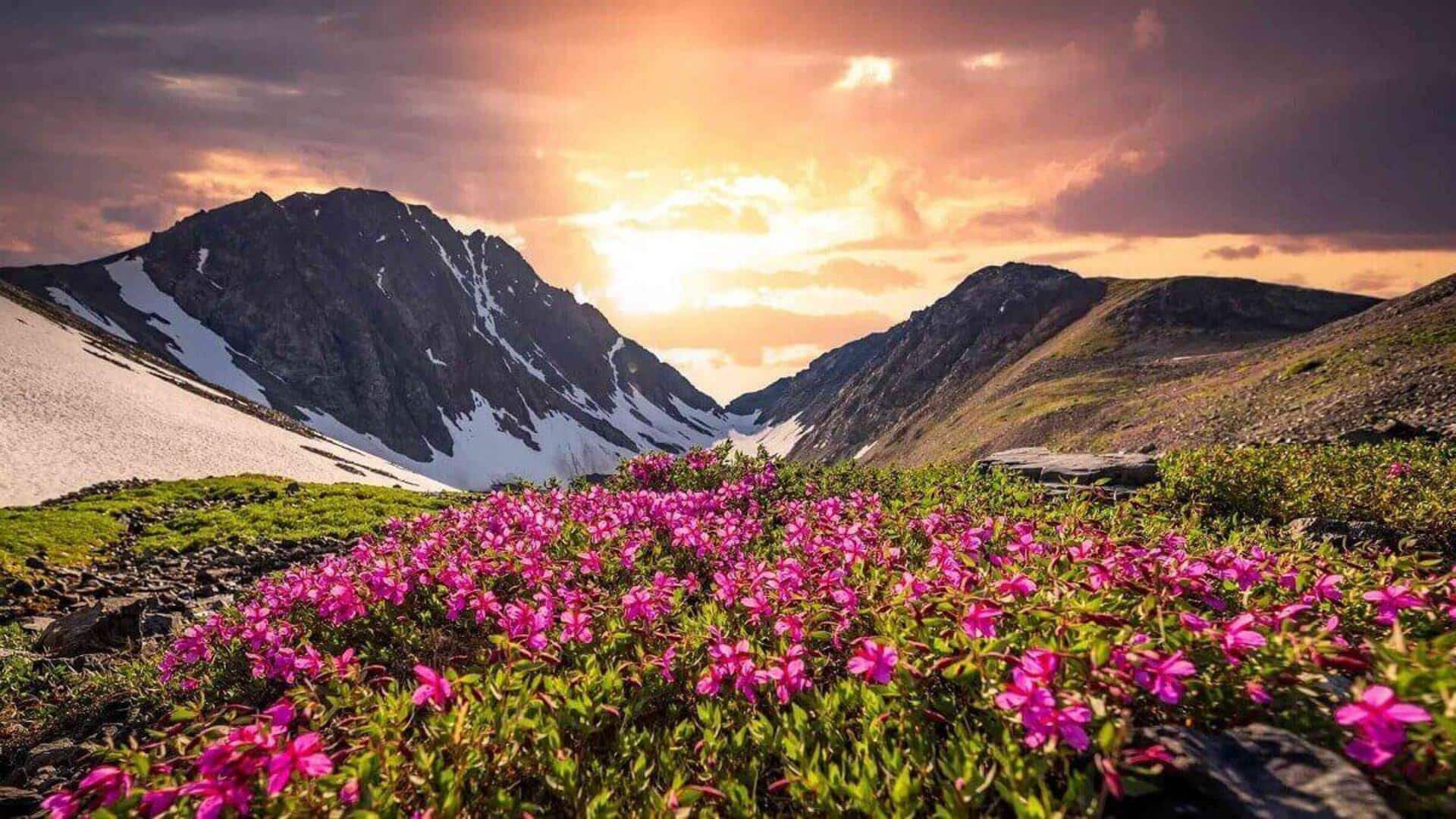 खुल गई है 'फूलों की घाटी', जानिए इसके मुख्य आकर्षण और अन्य अहम बातें 
