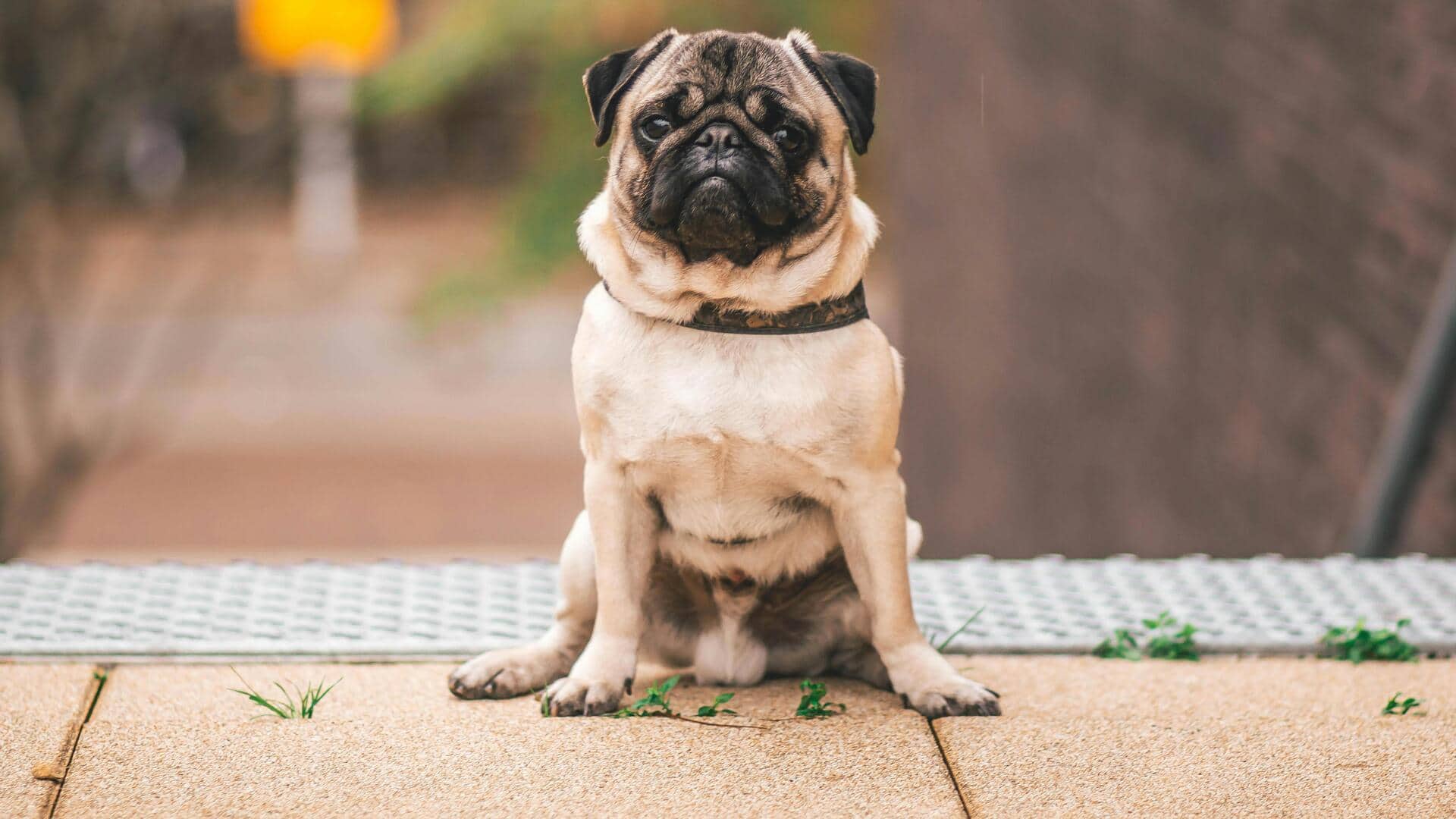 भारत में इन 5 कुत्तों को किया जाता है बहुत पसंद, जानिए इनकी खासियत