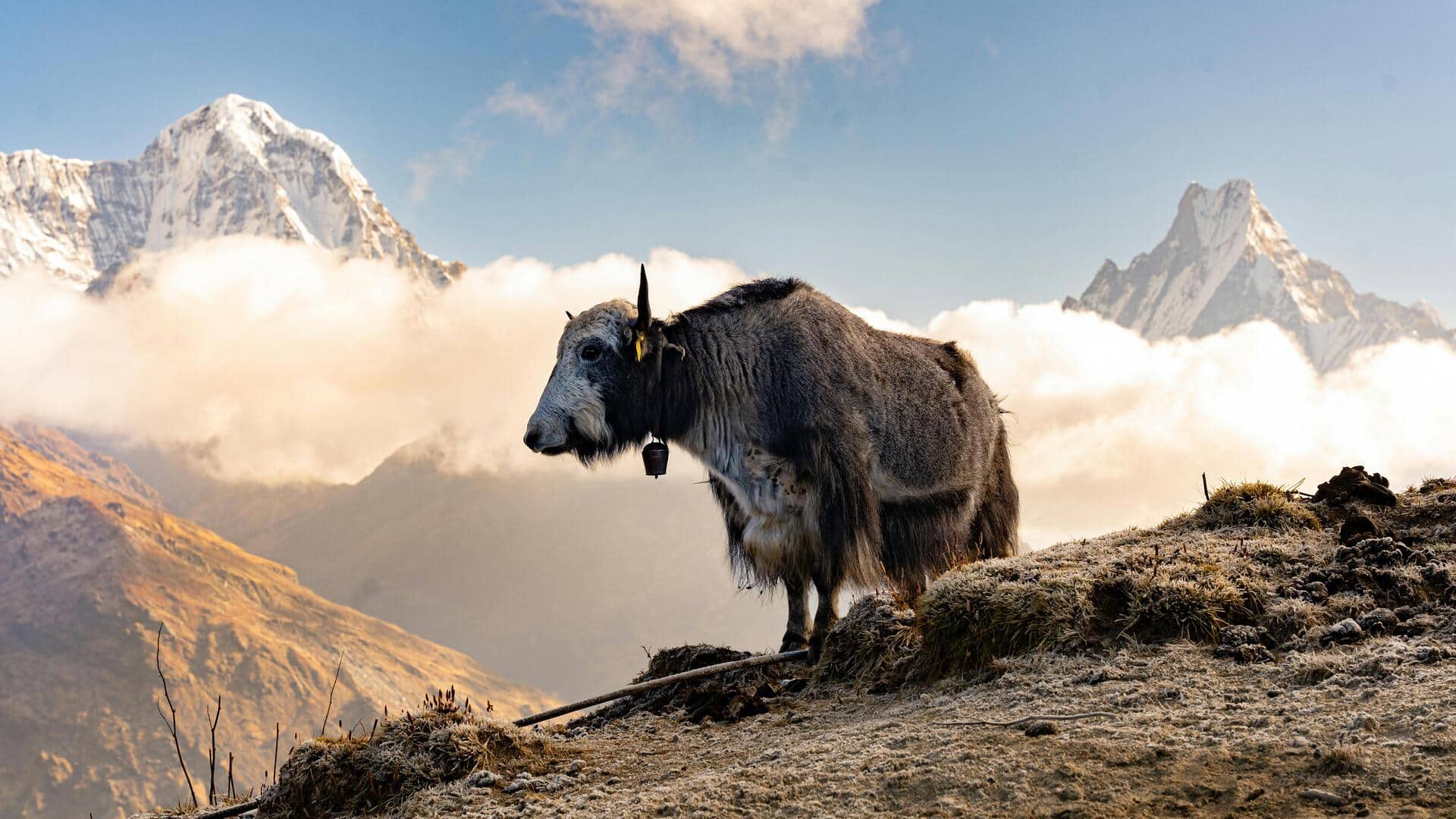 बहुत ऊंचाई पर भी जीवित रहते हैं ये 5 जानवर, नहीं होती कोई दिक्कत