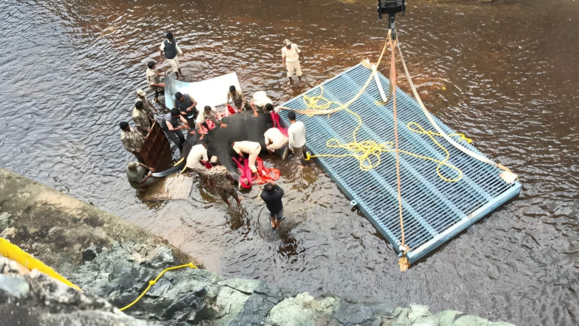 कर्नाटक में पावर प्लांट की 60 फीट गहरी नहर में गिरा हाथी, जानिए कैसे निकाला गया