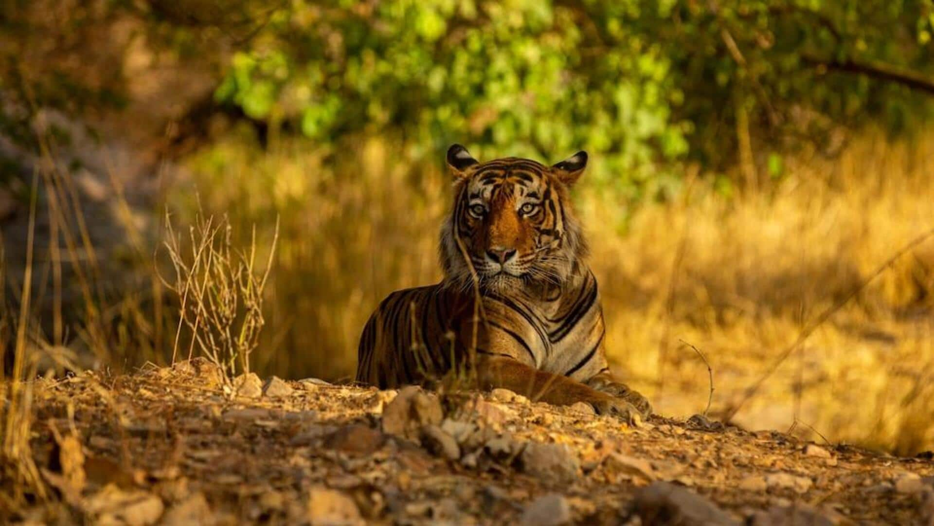 राजस्थान: रणथंभौर राष्ट्रीय उद्यान की यात्रा के दौरान आजमाएं ये 5 गतिविधियां, मिलेगा यादगार अनुभव