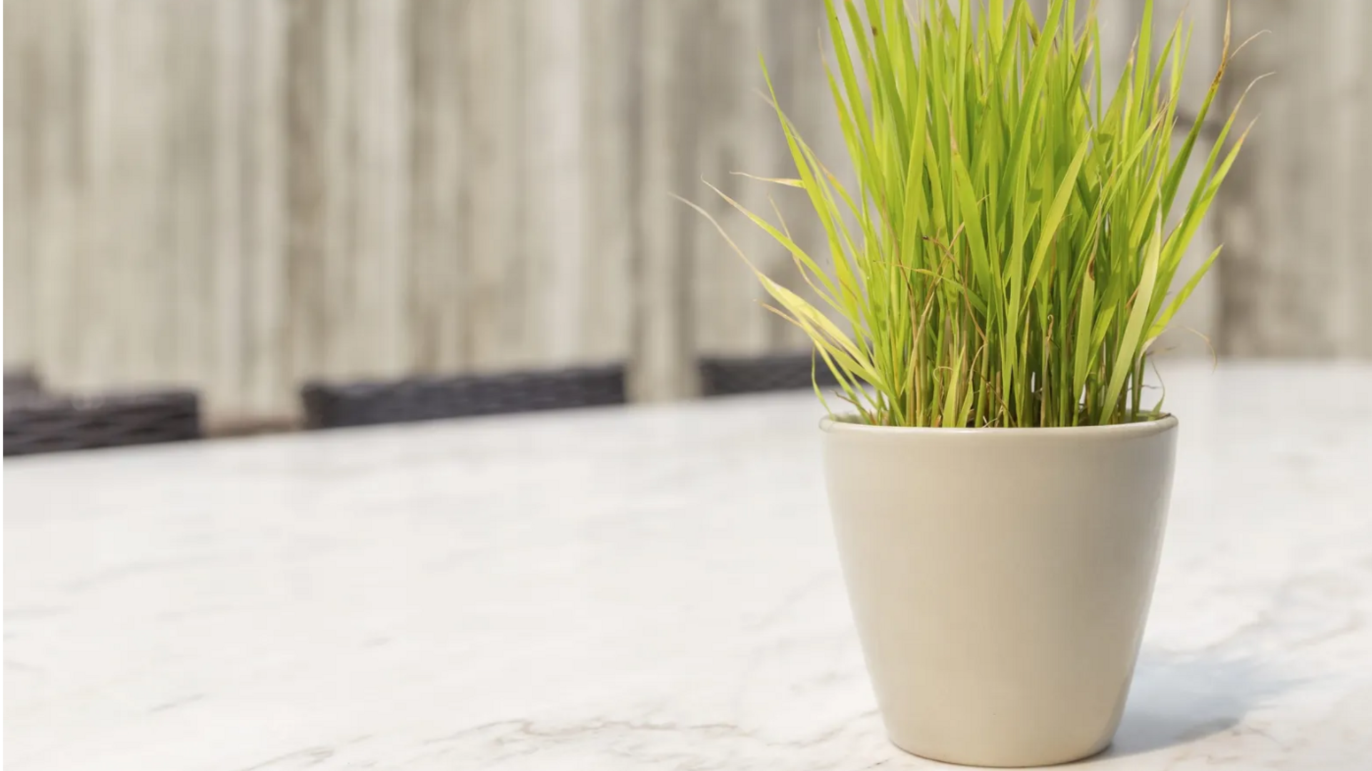 घर के आंगन में आसानी से लगाया जा सकता है लेमनग्रास का पौधा, जानिए तरीका