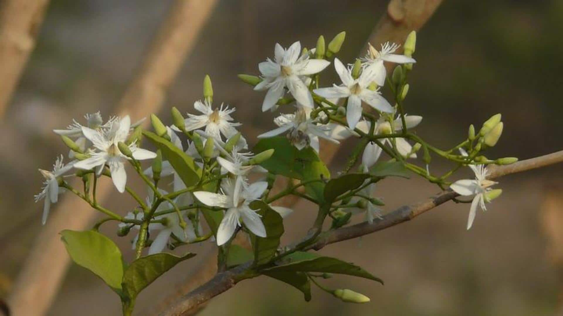 सेहत के लिए अच्छी जड़ी-बूटी है कुटजा, दस्त से लेकर मधुमेह तक के लिए है फायदेमंद