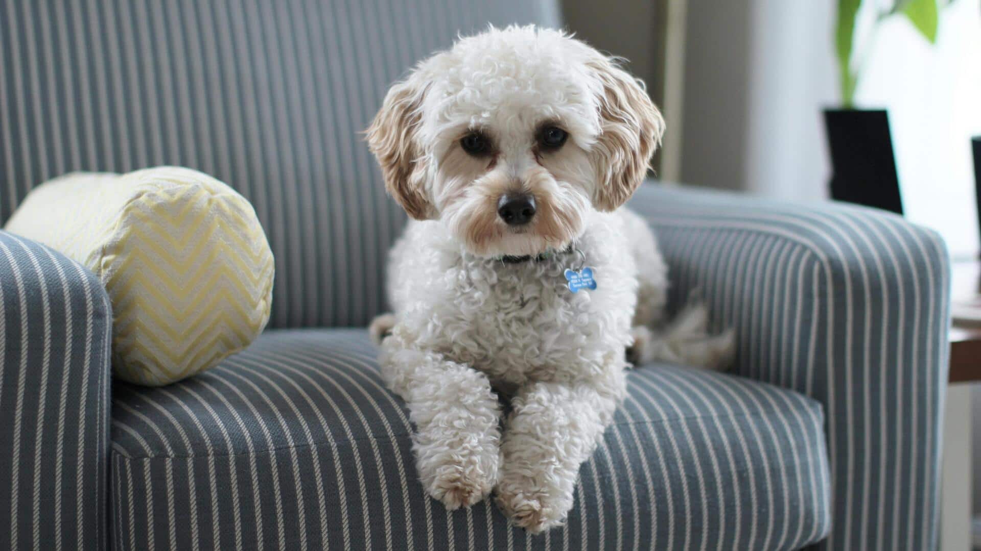 अगर आपके घर में कुत्ता है तो जानें इसके फायदे