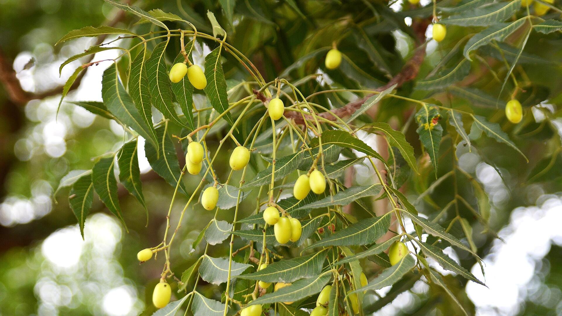 अपने बगीचे में जरूर लगाएं नीम का पेड़, मिलेंगे ये 5 लाभ 