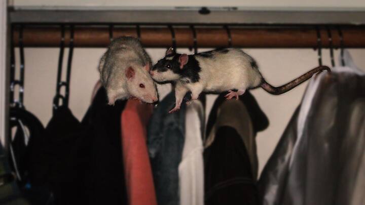 कपड़ों को चूहों से बचाने के लिए अपनाएं ये असरदार तरीके