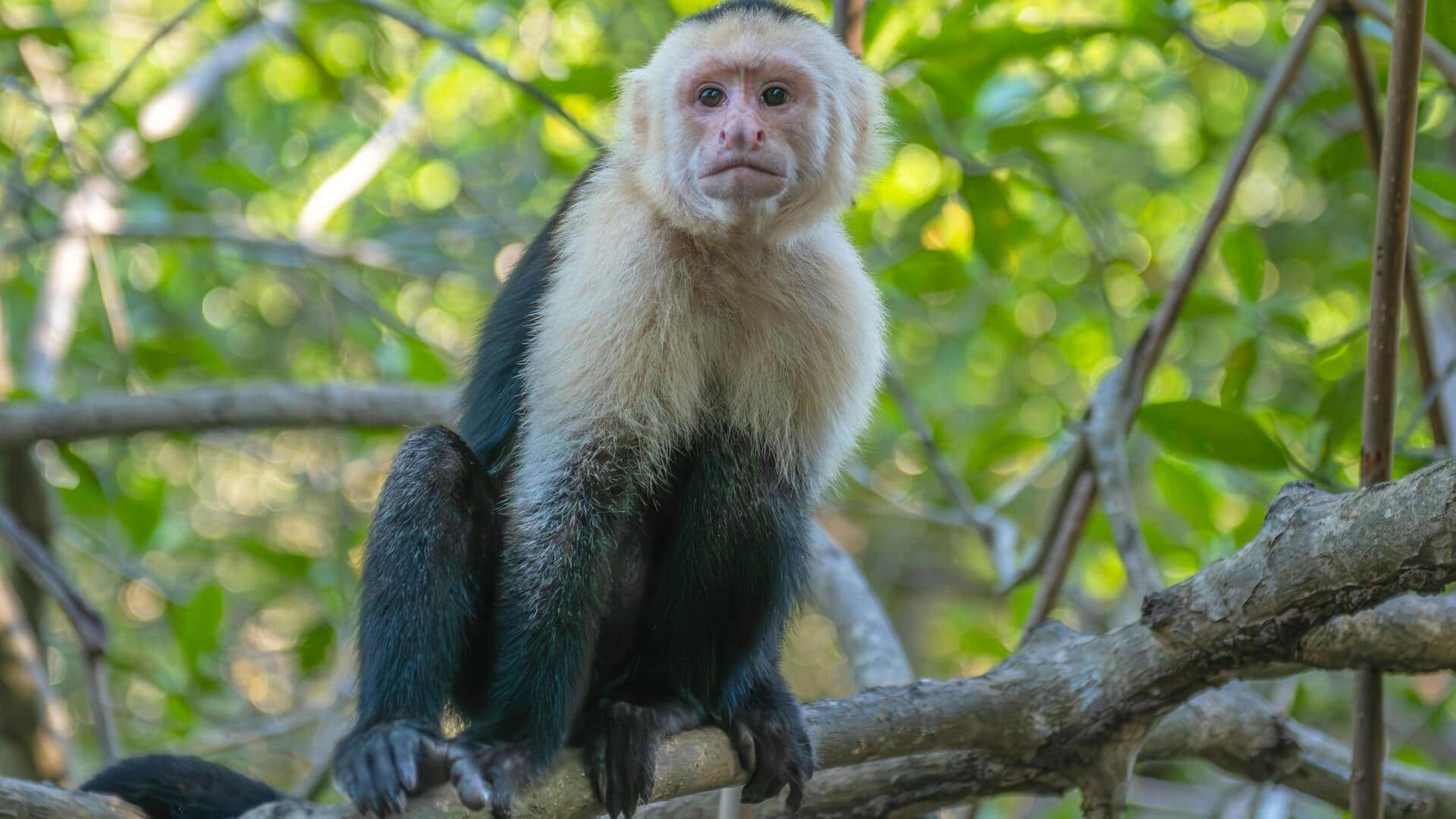 बंदरों की ये 5 प्रजातियां होती हैं कमाल, जानिए इनके बारे में खास बातें