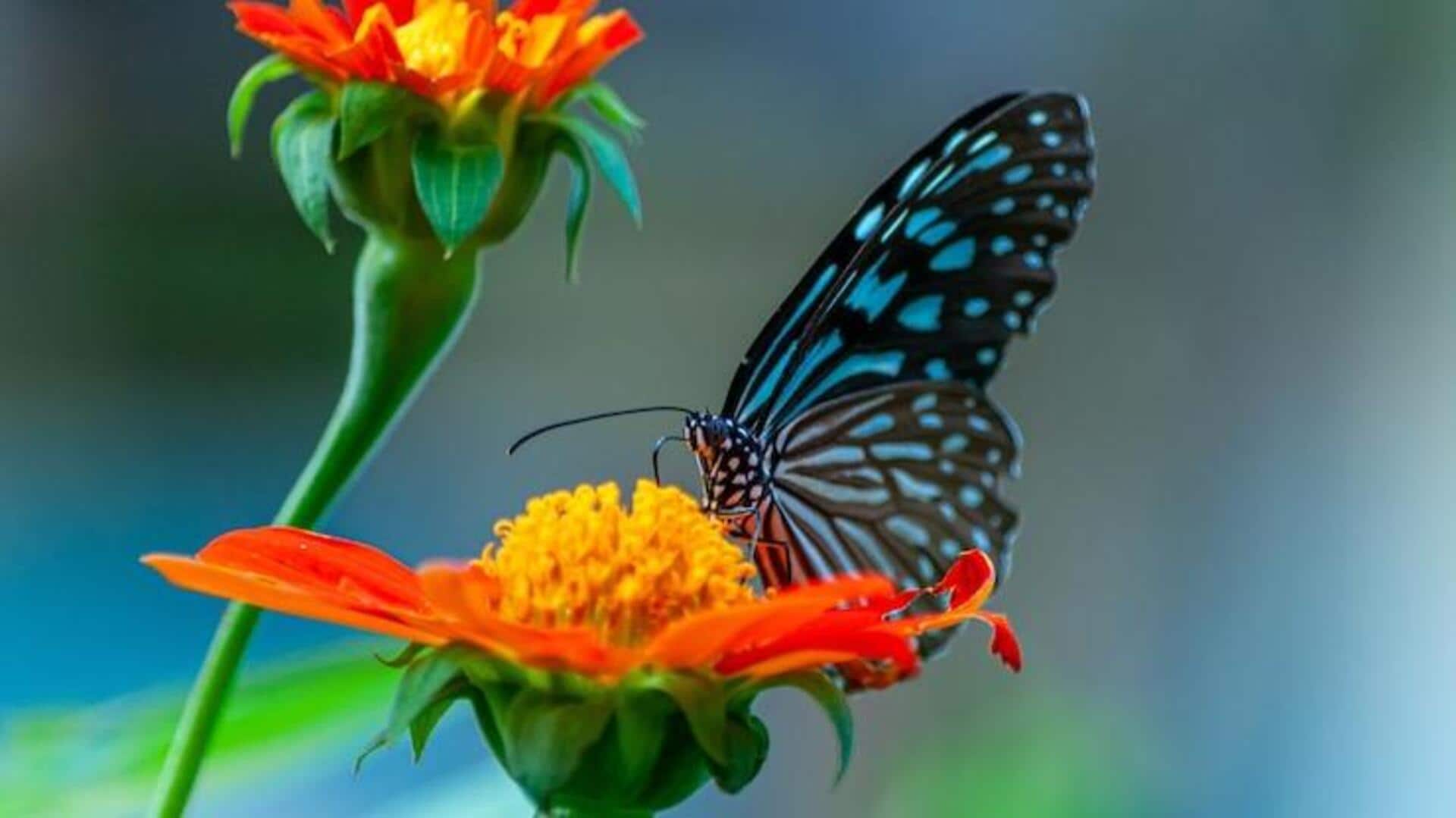 भारत में देखी जा सकती हैं ये 5 खूबसूरत तितलियां, जानिए इनके बारे में भारत में देखी जा सकती हैं ये 5 खूबसूरत तितलियां, जानिए इनके बारे में