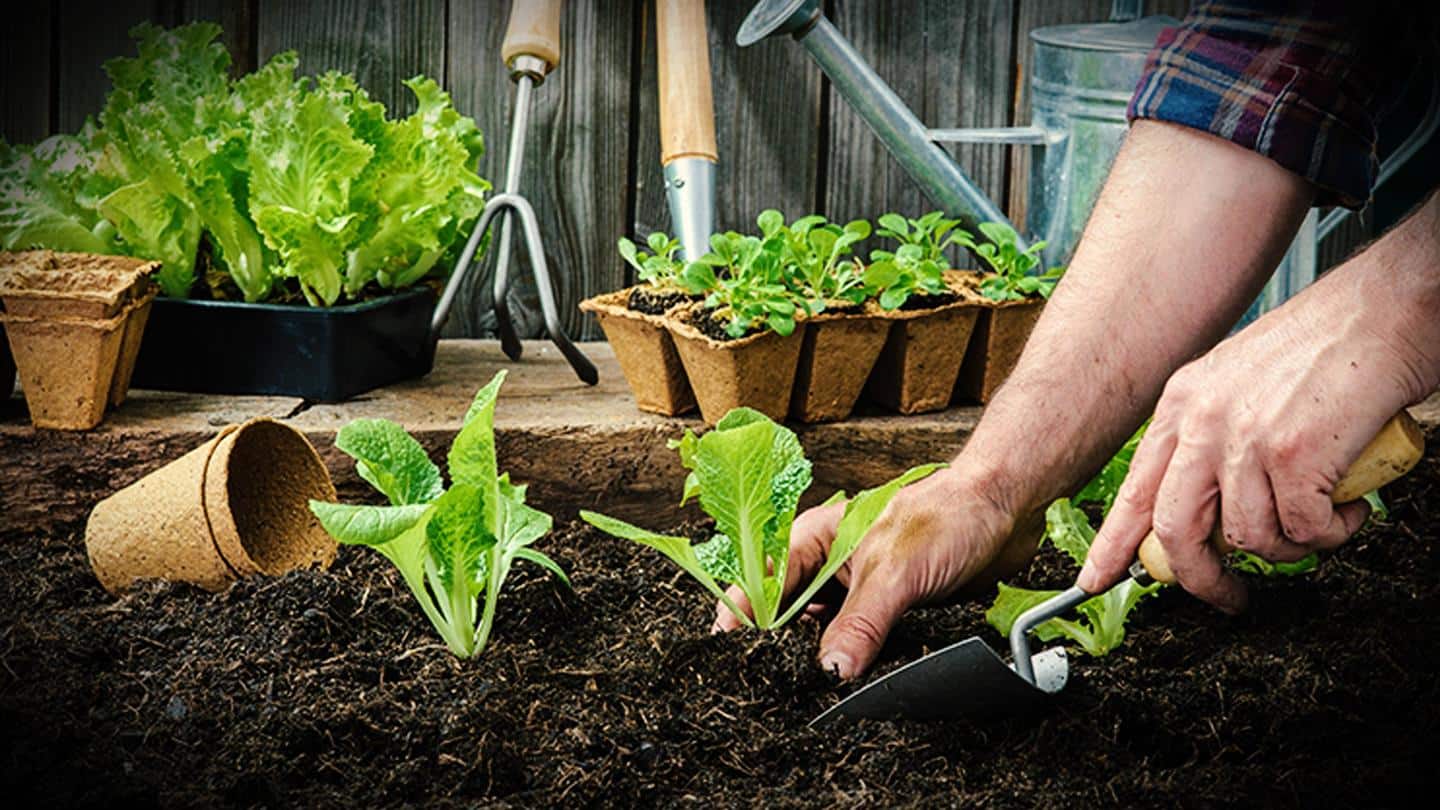पौधों की मिट्टी को इस तरह करें तैयार, अच्छे से उगेंगे फल और फूल