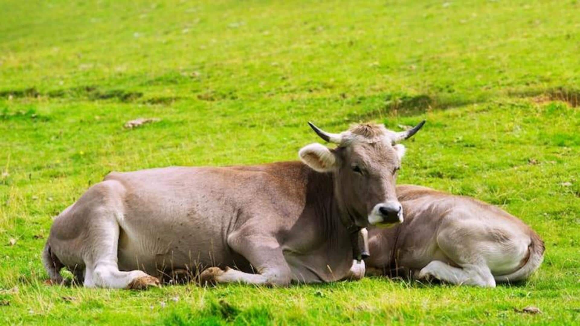 गाय को पालने की सोच रहे हैं? इन बातों का रखें खास ध्यान गाय को पालने की सोच रहे हैं? इन बातों का रखें खास ध्यान