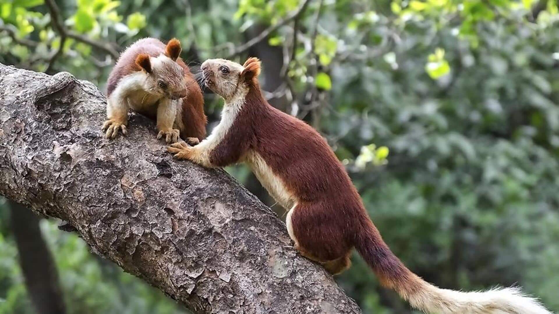 महाराष्ट्र में स्थित हैं ये 5 वन्यजीव अभ्यारण्य, छुट्टियों में घूमने के लिए  हैं बेहतरीन