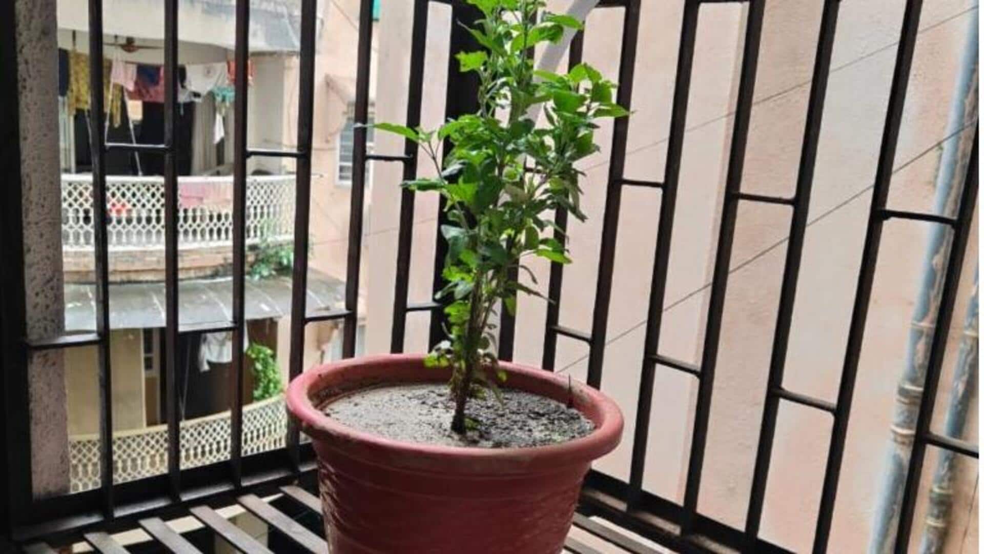 आपकी बालकनी के लिए सबसे अच्छे हैं ये 5 औषधीय पौधे, आसानी से उगाएं