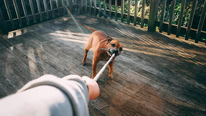 ठिठुरती ठंड में पालतू जानवरों को कैसे रखें फिट?, अपनाएं ये तरीके