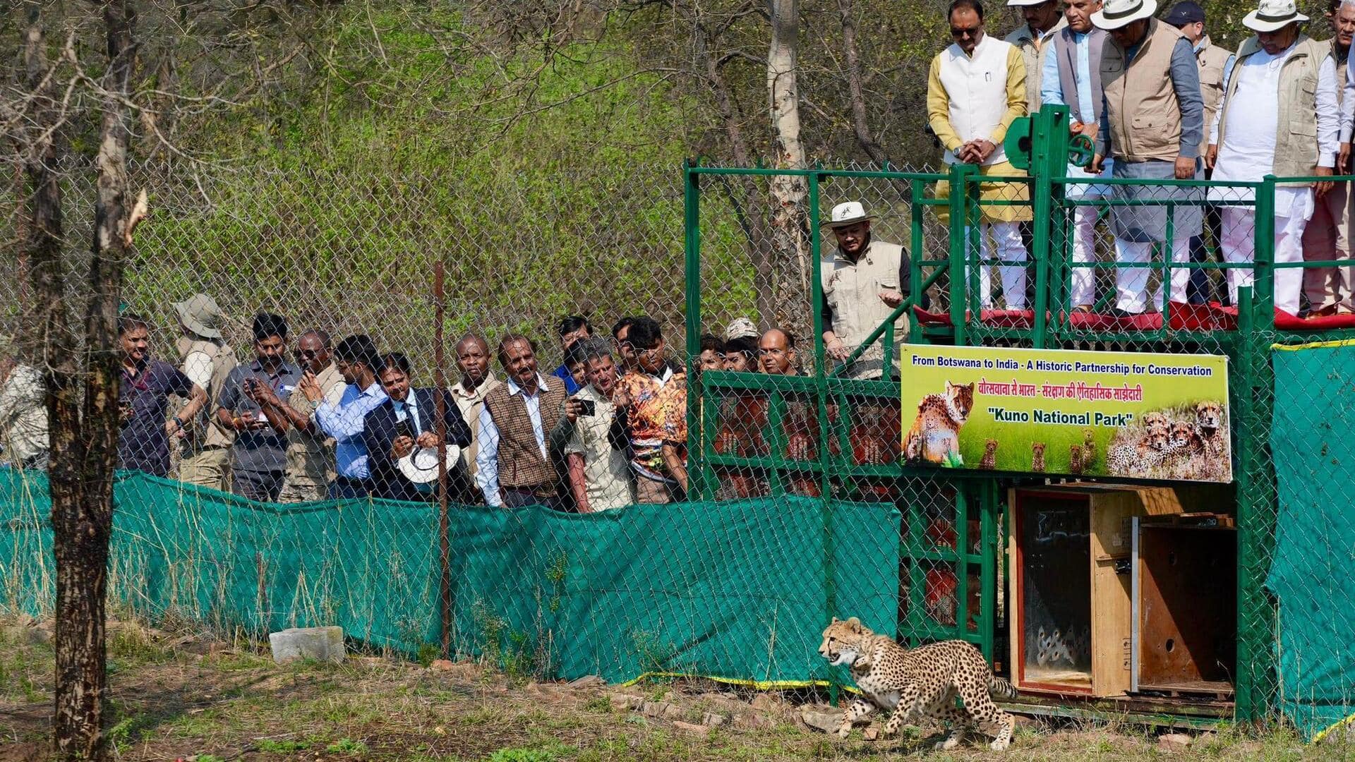 बोत्सवाना से मध्य प्रदेश के कुनो राष्ट्रीय उद्यान पहुंचे 9 चीते, जानिए कितनी हुई कुल संख्या