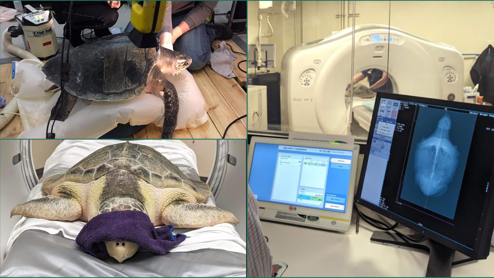 अमेरिका: कछुए का हुआ CT स्कैन, बना चेकअप करवाने वाला अस्पताल का पहला जानवर