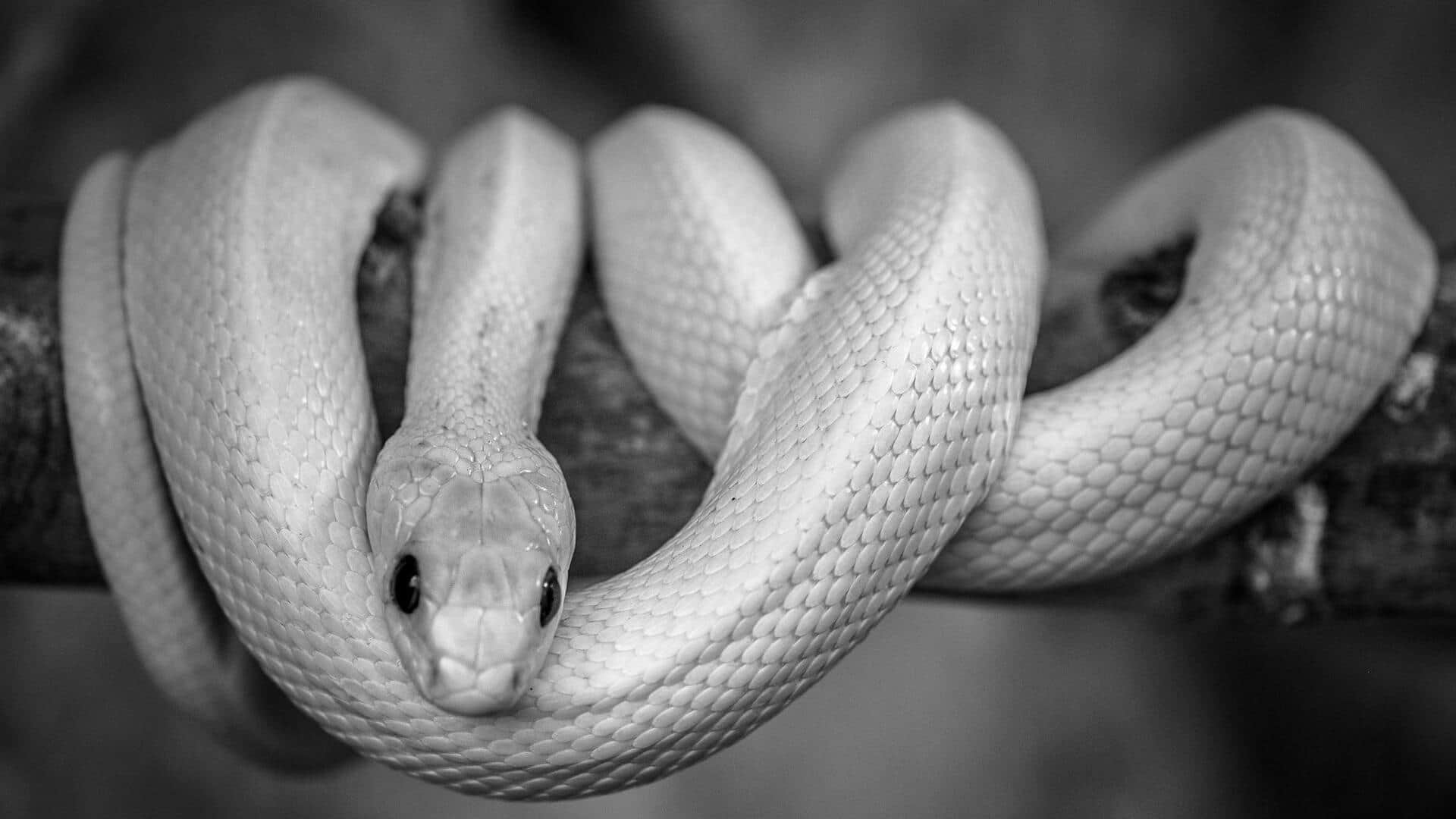 तमिलनाडु: कोयंबटूर के आवासीय क्षेत्र में मिला दुर्लभ सफेद कोबरा, सामने आया वीडियो