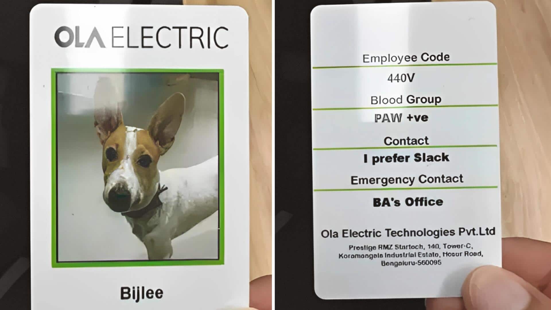 ओला इलेक्ट्रिक ने कुत्ते 'बिजली' को बनाया कर्मचारी, ID कार्ड की तस्वीर हो रही वायरल