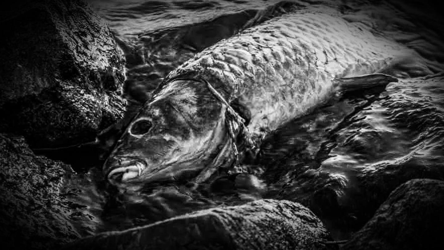 अरुणाचल प्रदेश में काला पड़ा कामेंग नदी में पानी, हजारों मछलियों की मौत