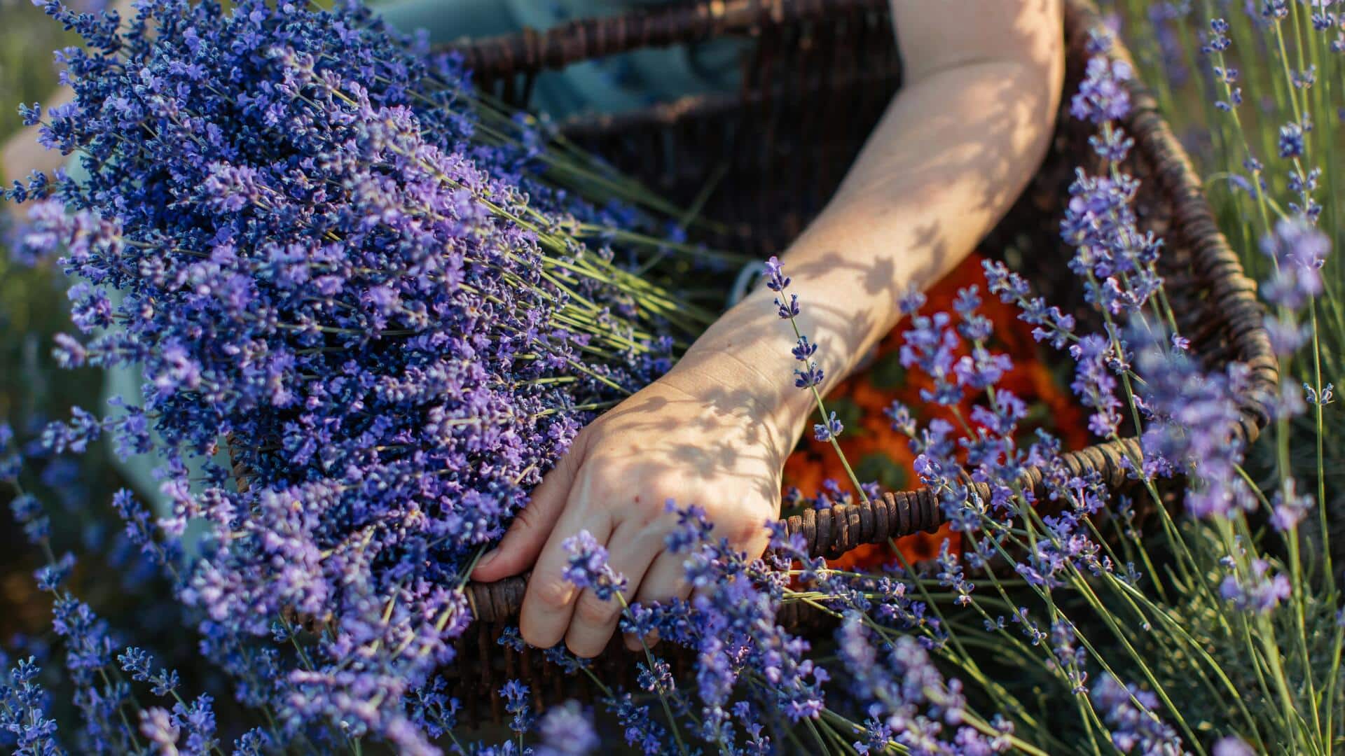 मानसिक स्वास्थ्य को बेहतर बनाने में सहायक हो सकती है बागवानी, इन पौधों को चुनें