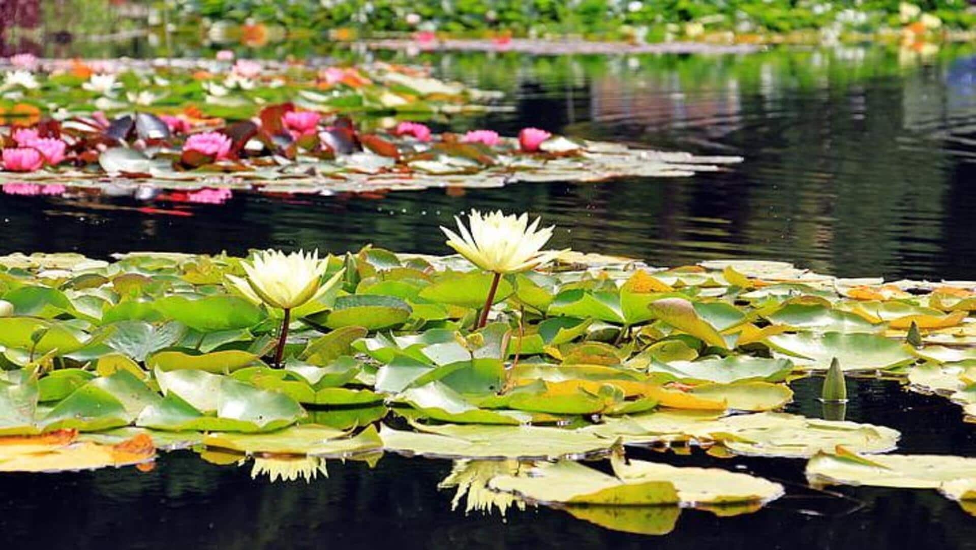 बालकनी में वॉटर गार्डन बनाने के लिए अपनाएं ये तरीका, लगेगा खूबसूरत बालकनी में वॉटर गार्डन बनाने के लिए अपनाएं ये तरीका, लगेगा खूबसूरत