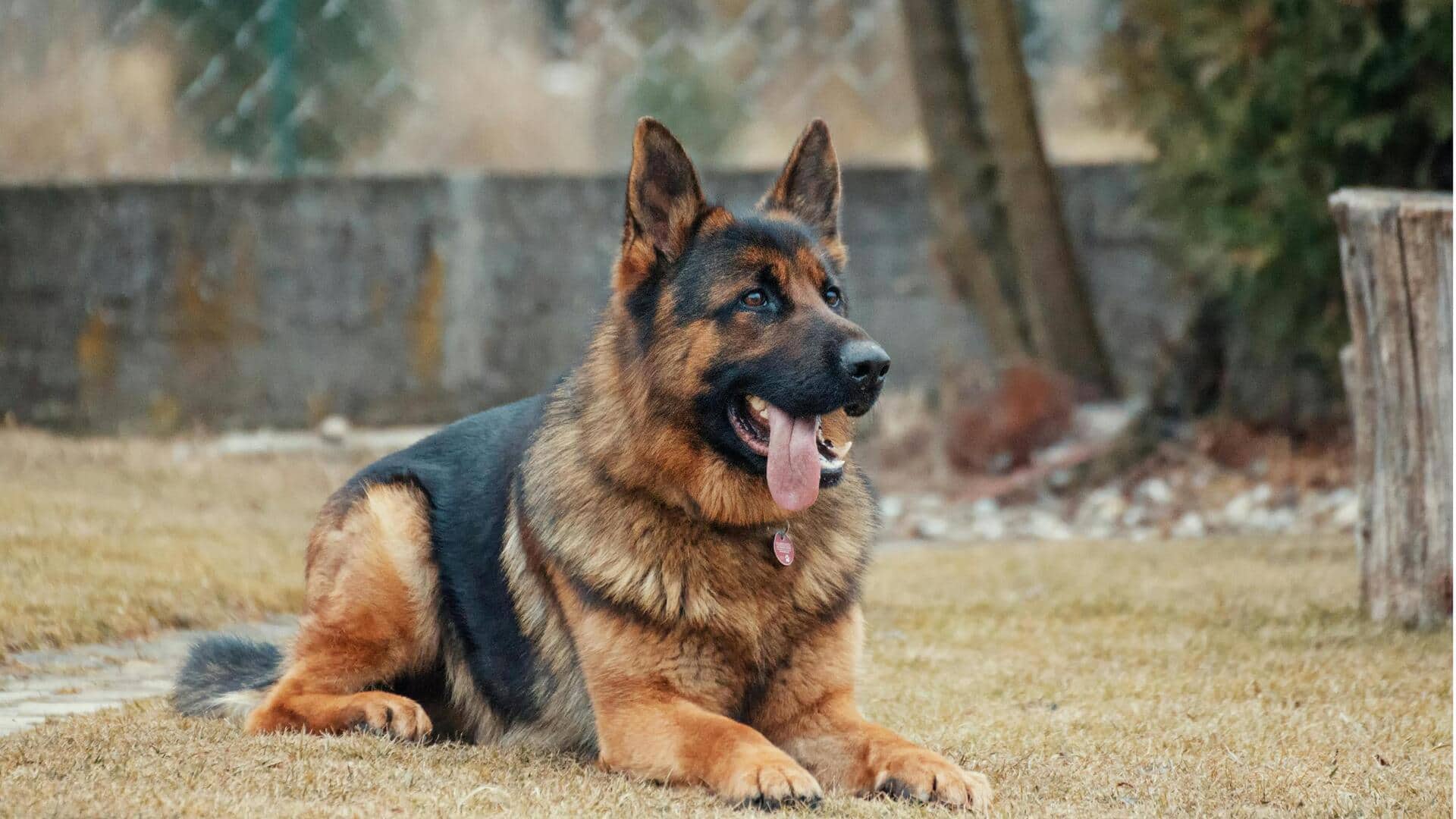 जर्मन शेफर्ड कुत्ता घर लाने से पहले जान लें ये 5 जरूरी बातें, होगा फायदा जर्मन शेफर्ड कुत्ता घर लाने से पहले जान लें ये 5 जरूरी बातें, होगा फायदा