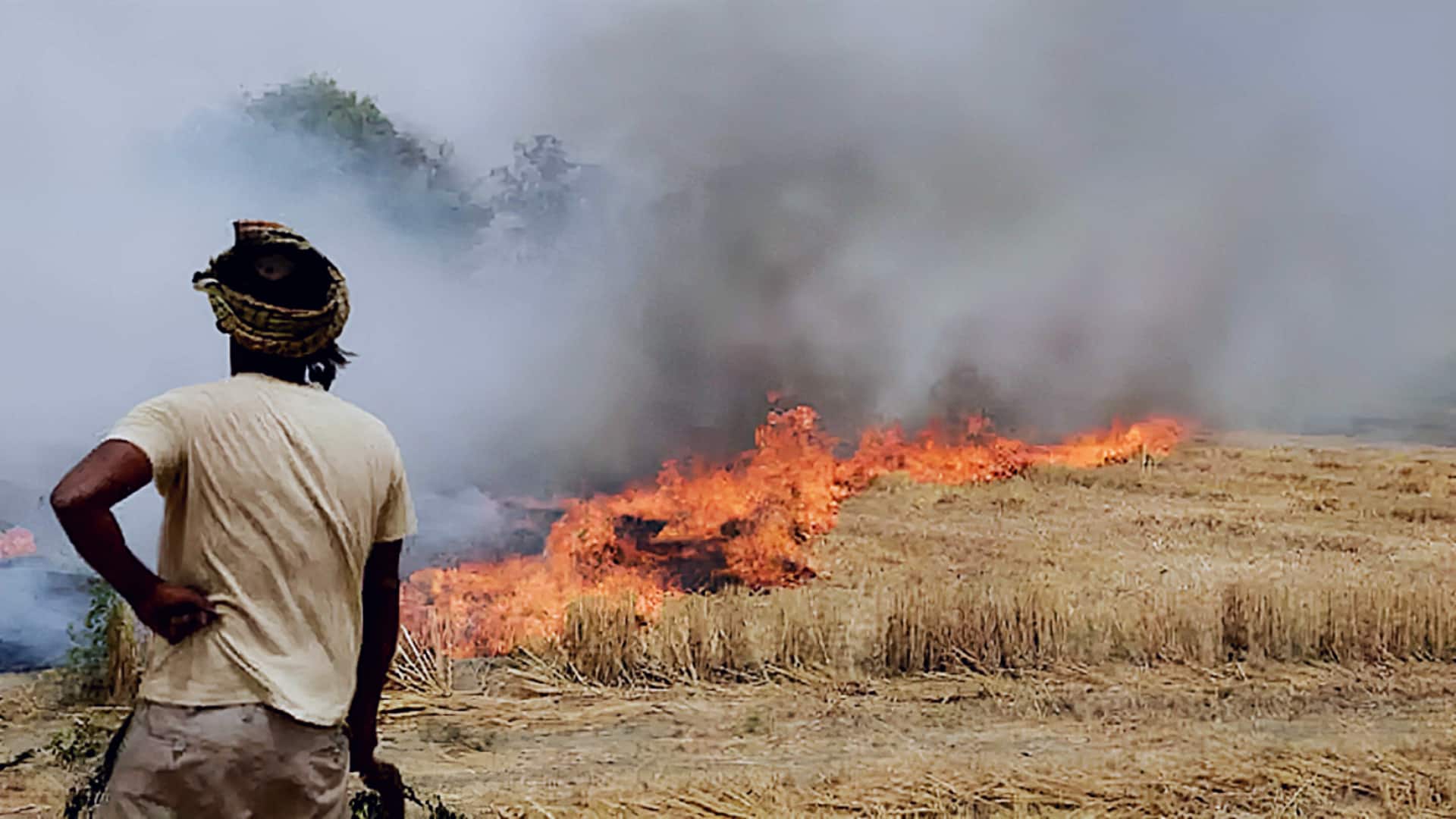 धान की कटाई खत्म होते ही पराली जलाने की घटनाओं में बढ़ोतरी, ये प्रदेश सबसे आगे