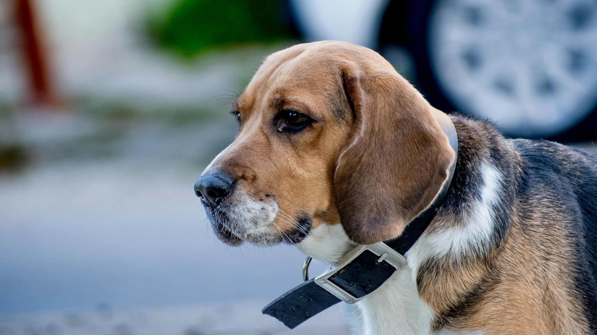 क्या आपका पालतू जानवर बीमार है? जानिए 5 संकेत