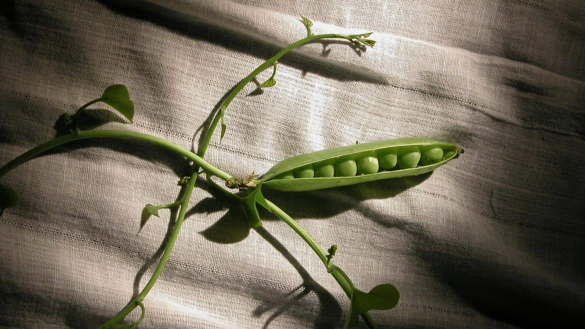 सर्दियों में आसानी से उगाएं मटर, जानिए इसका आसान तरीका 