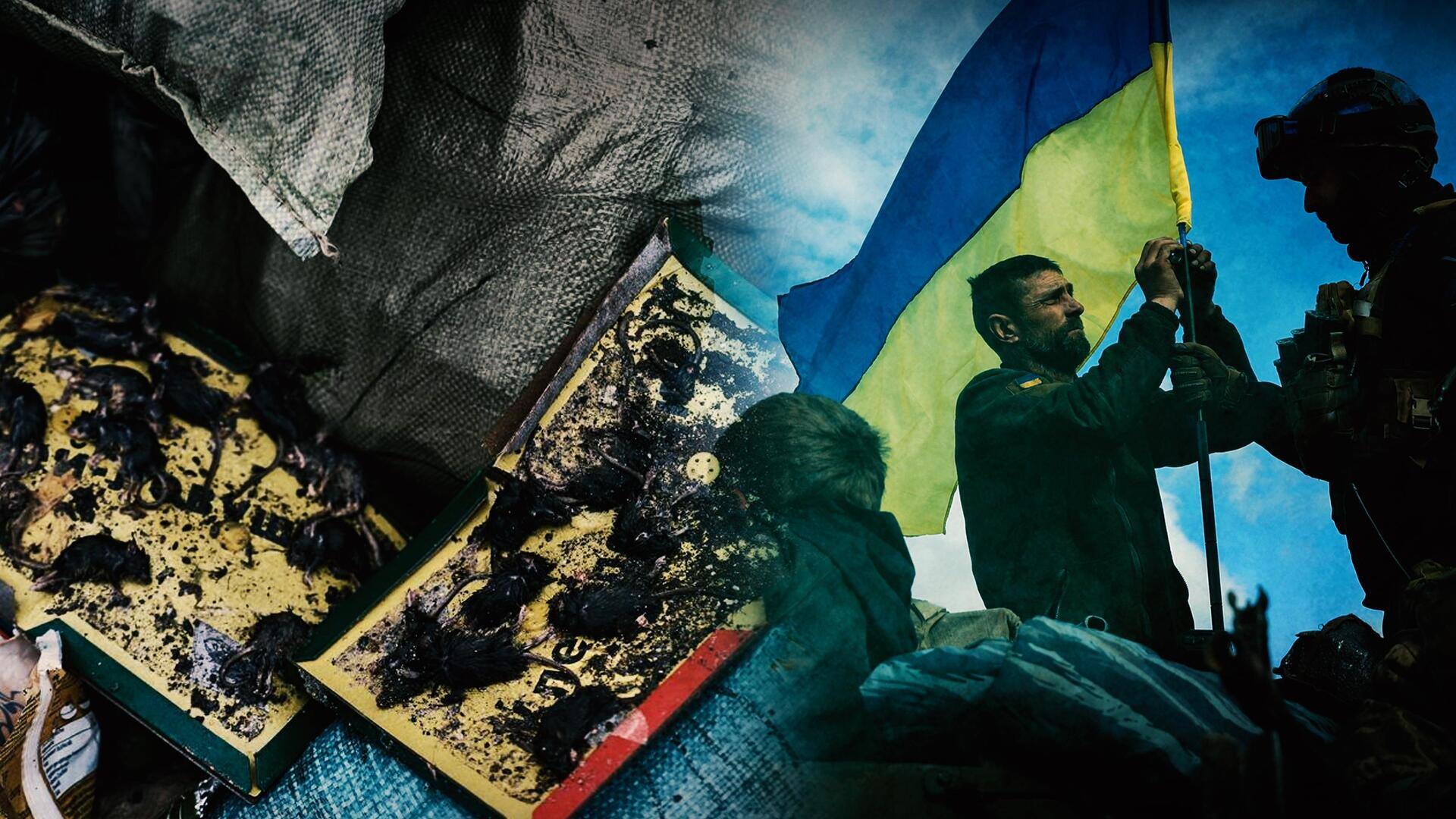 #NewsBytesExplainer: यूक्रेन युद्ध में कैसे सैनिकों के लिए बड़ी समस्या बने चूहे?