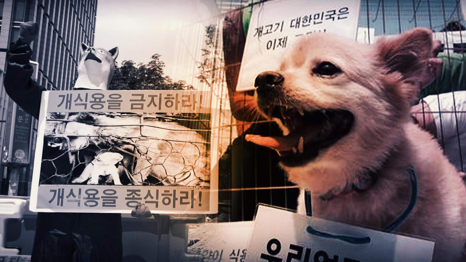 दक्षिण कोरिया: कुत्ते का मांस खाने की सदियों पुरानी परंपरा होगी खत्म, विधेयक पारित